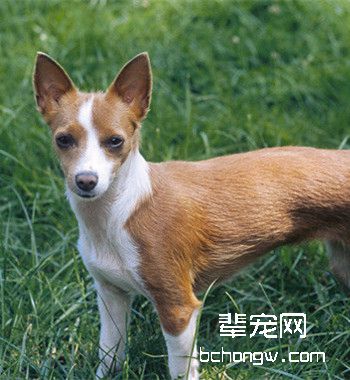 葡萄牙波登可犬