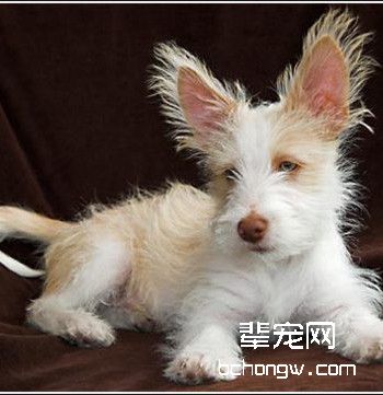 葡萄牙波登可犬