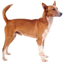 葡萄牙波登可犬