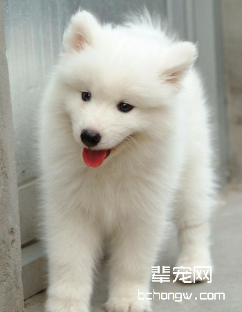 萨摩耶犬