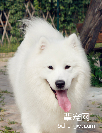 萨摩耶犬