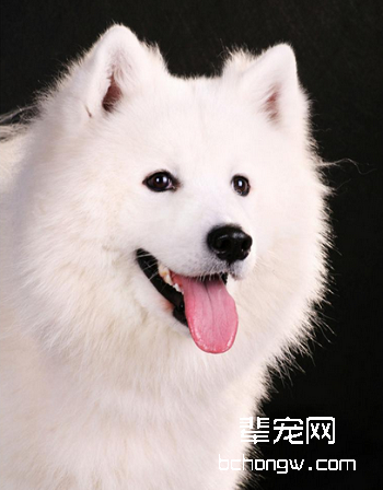 萨摩耶犬