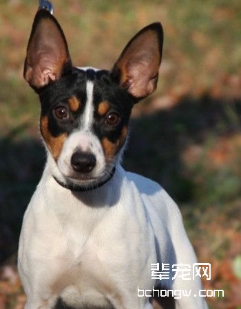 捕鼠梗犬