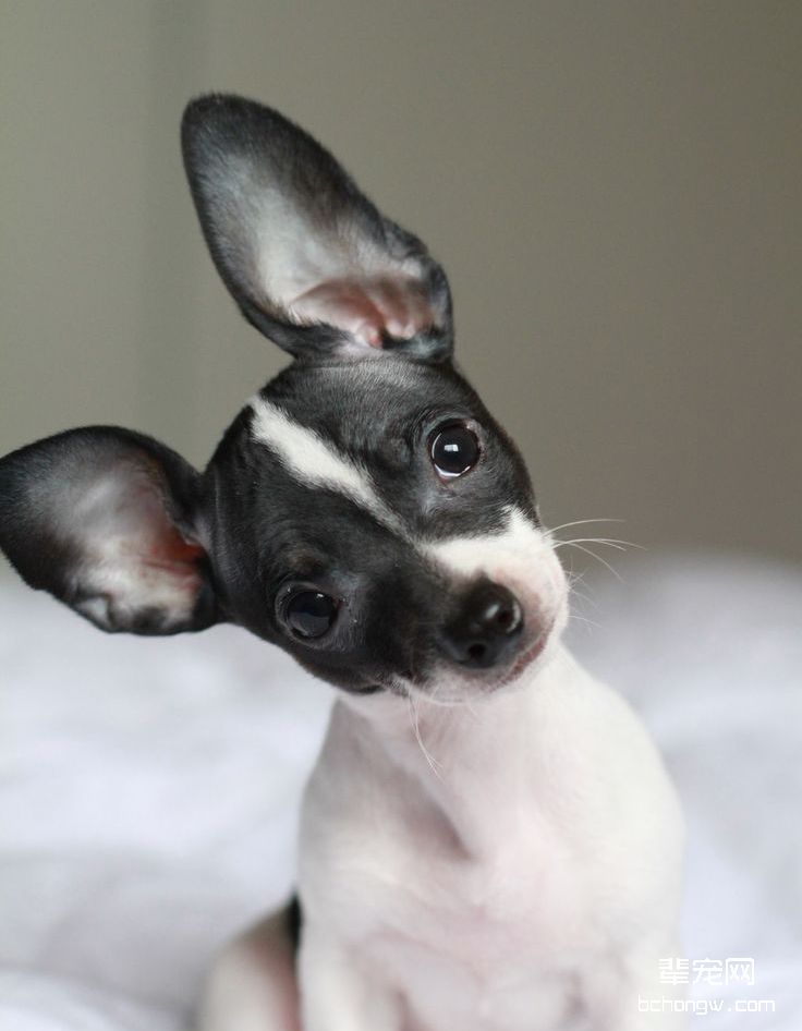 捕鼠梗犬