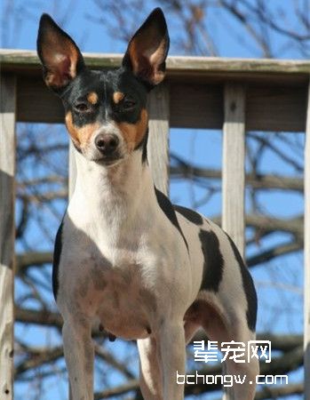 捕鼠梗犬