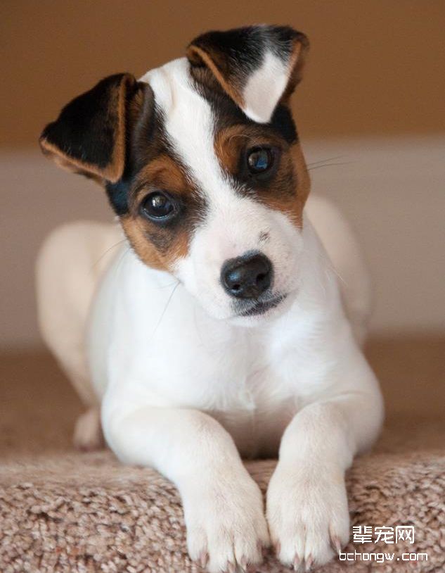 捕鼠梗犬