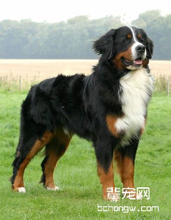瑞士伯恩山犬