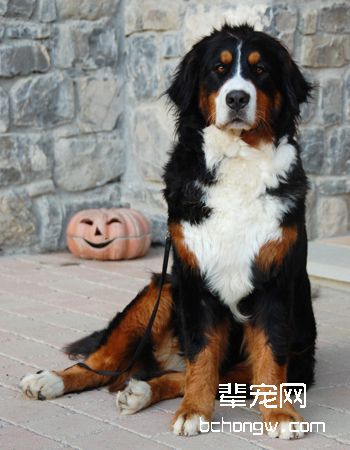 瑞士伯恩山犬