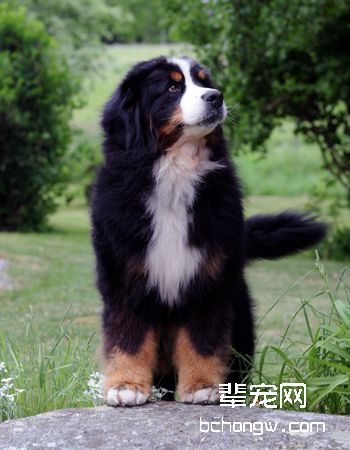 瑞士伯恩山犬
