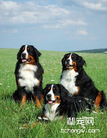 瑞士伯恩山犬
