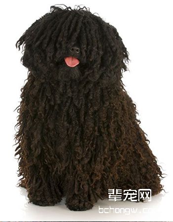 波利犬