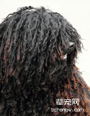 波利犬