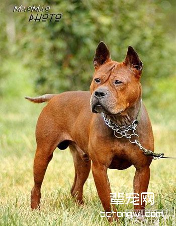 川东猎犬/重庆猎犬