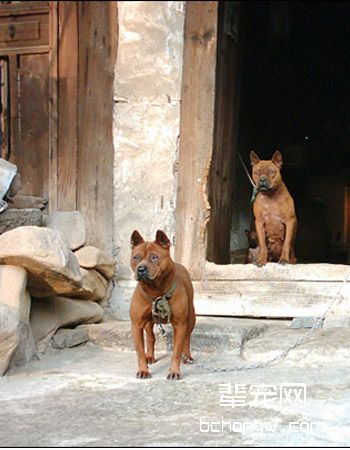 川东猎犬/重庆猎犬