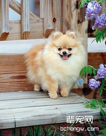 博美犬/松鼠犬