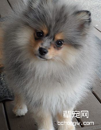 博美犬/松鼠犬