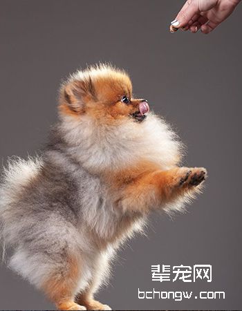 博美犬/松鼠犬