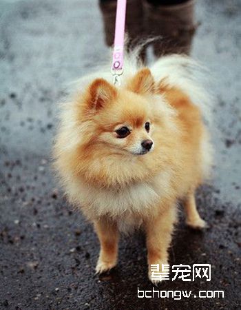 博美犬/松鼠犬