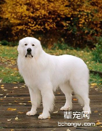 大白熊犬