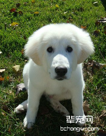 大白熊犬