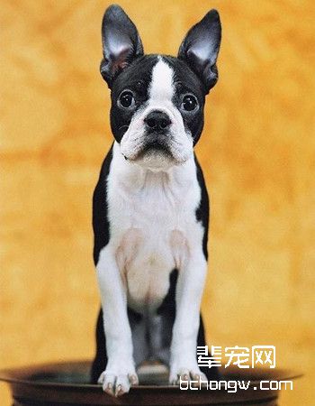 波士顿梗犬