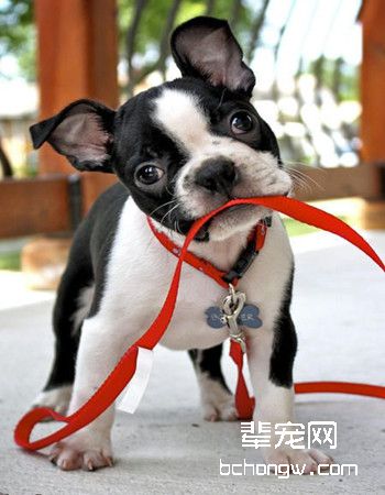 波士顿梗犬