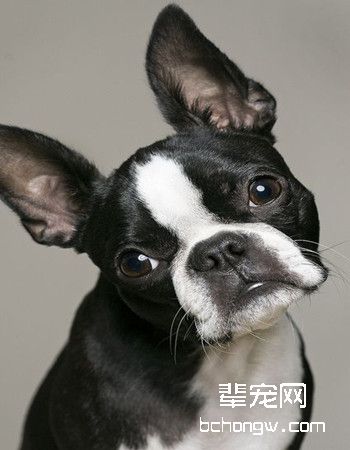 波士顿梗犬