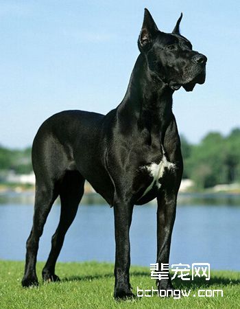 大丹犬