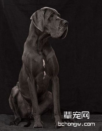 大丹犬