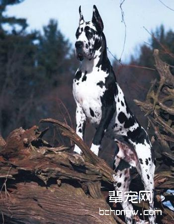 大丹犬