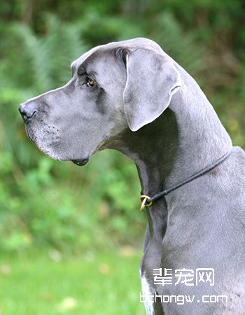 大丹犬
