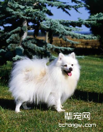 德国狐狸犬