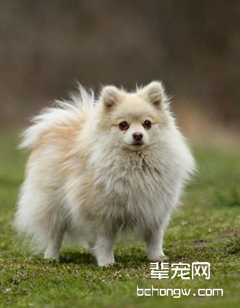 德国狐狸犬