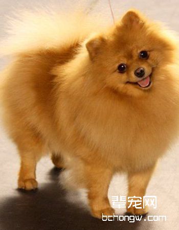 德国狐狸犬