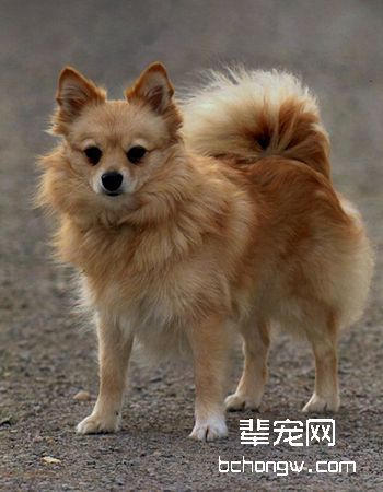 德国狐狸犬