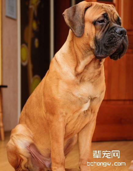 马氏提夫犬