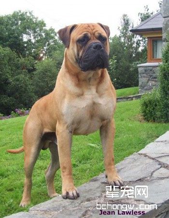 马氏提夫犬