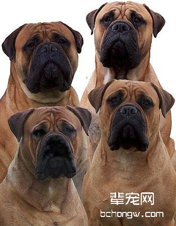 马氏提夫犬