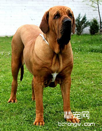 巴西菲勒犬