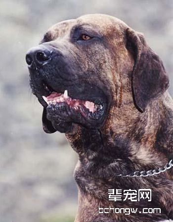 巴西菲勒犬