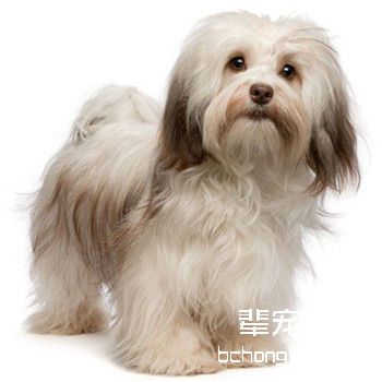 哈威那犬/哈瓦那犬