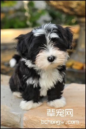 哈威那犬/哈瓦那犬