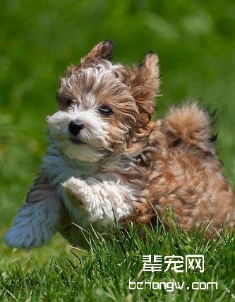 哈威那犬/哈瓦那犬