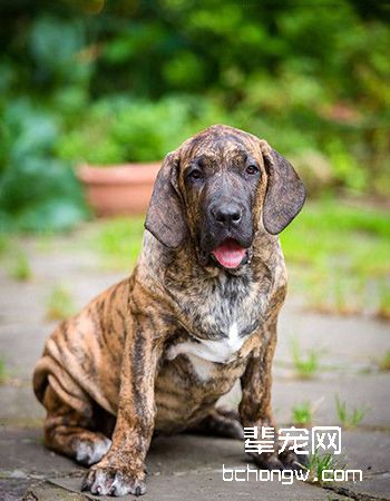 巴西菲勒犬