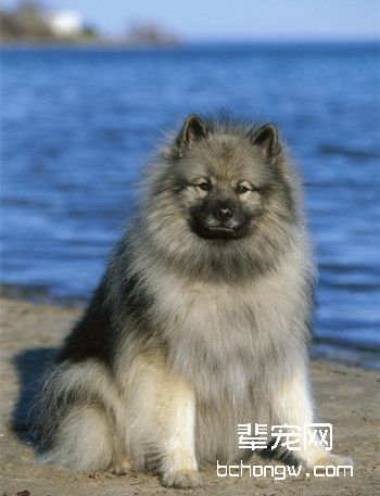 荷兰毛狮犬
