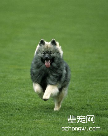 荷兰毛狮犬