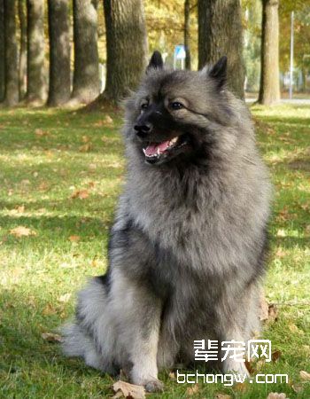 荷兰毛狮犬