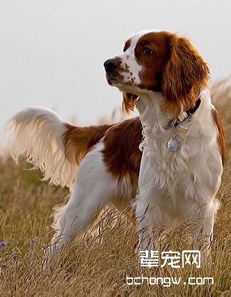 爱尔兰红白雪达犬