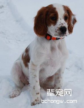 爱尔兰红白雪达犬