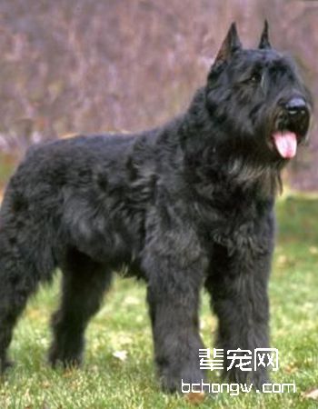 佛兰德牧牛犬